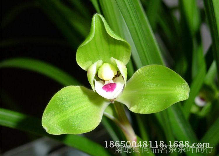 翠一品兰花苗老种春兰水仙瓣春兰珍品-奇花-大元宝精品蕊蝶
