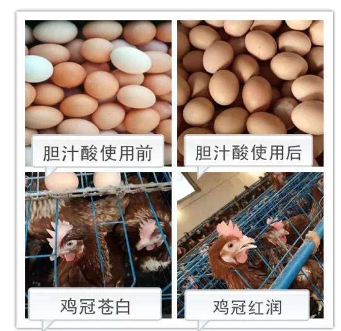 厂家直销龙昌动保饲料级胆汁酸提高蛋鸡蛋壳质量和颜色保肝护肝不伤肝