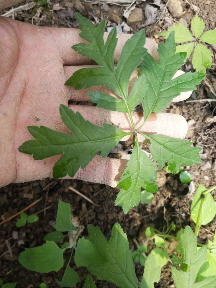 【湖南郴州桂阳竹节参种苗基地金果榄冰球子种苗中药材公司】图片