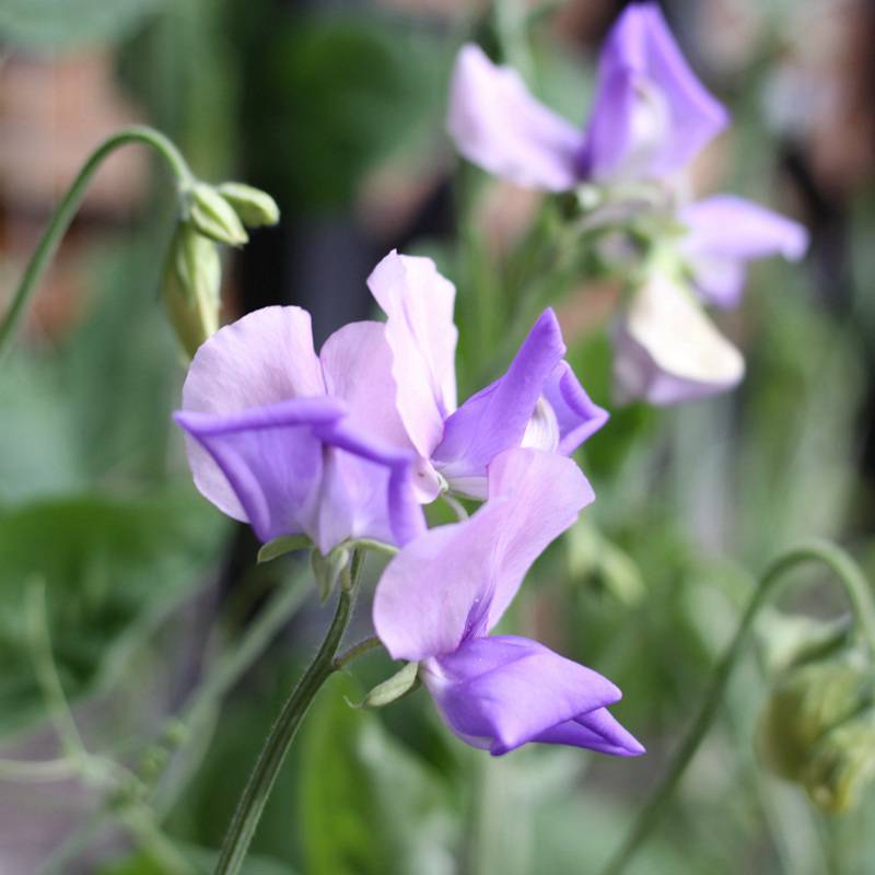现货供应 香豌豆种子 优质观赏花卉品种 花籽发芽率高
