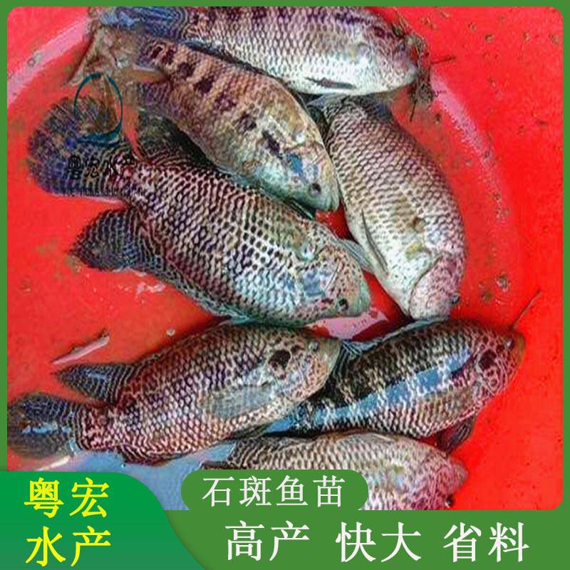 贵州石斑鱼苗出售 存活率高珍珠石斑苗 淡水花斑鱼苗 石斑幼苗寸苗