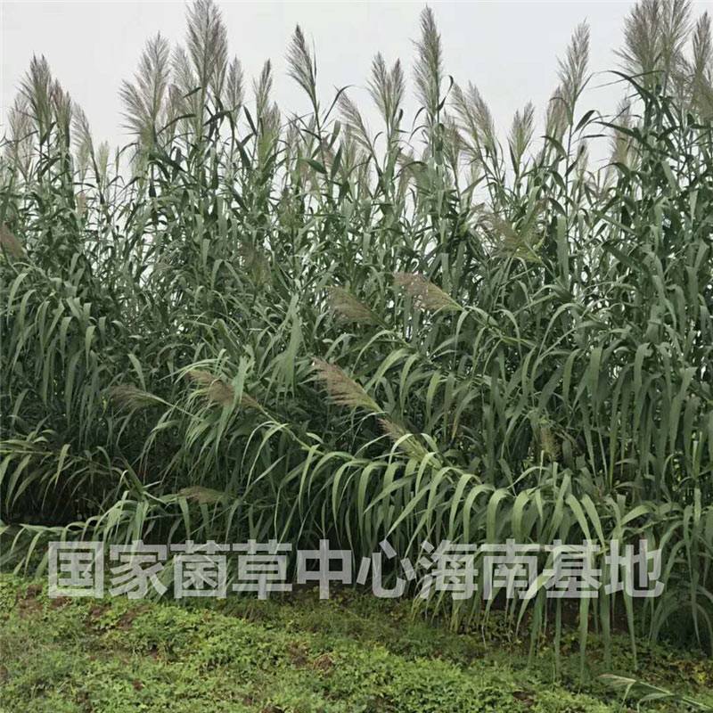 黄金草之绿洲一号菌草,绿洲1号牧草巨菌草绿洲一号种苗