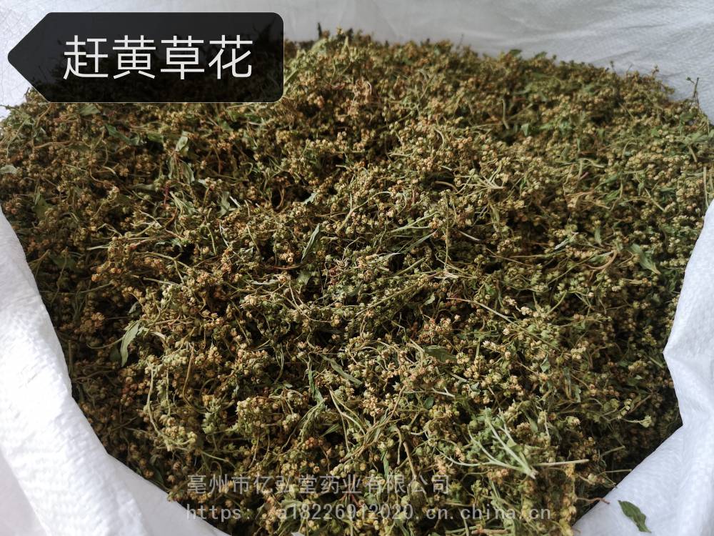 中药材黄草花功效作用 赶黄草花,扯根菜花,山黄鳝花,水杨柳花,水泽