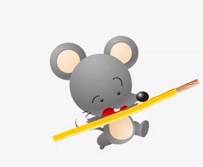 金环宇电线电缆:小老鼠为什么爱咬电线?