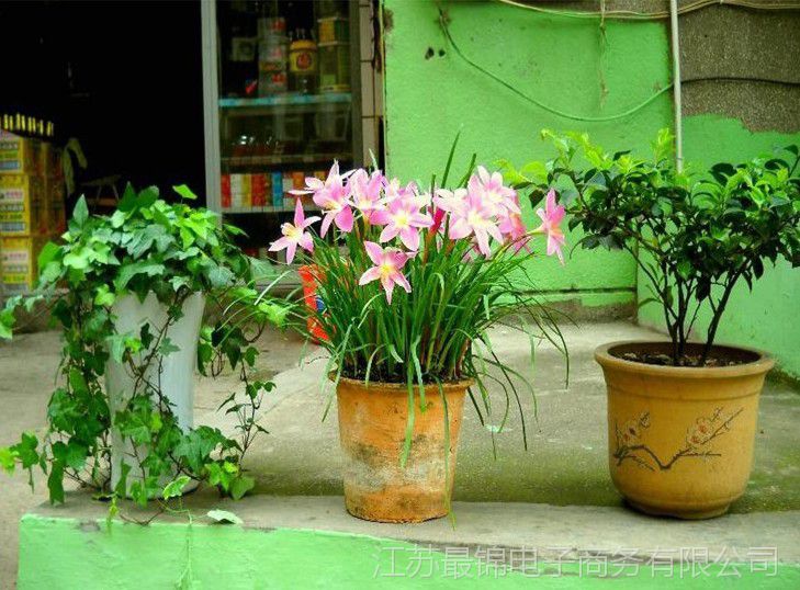 进口葱兰花植物 盆栽球根花卉植物韭菜莲/风雨兰花根茎/粉葱兰