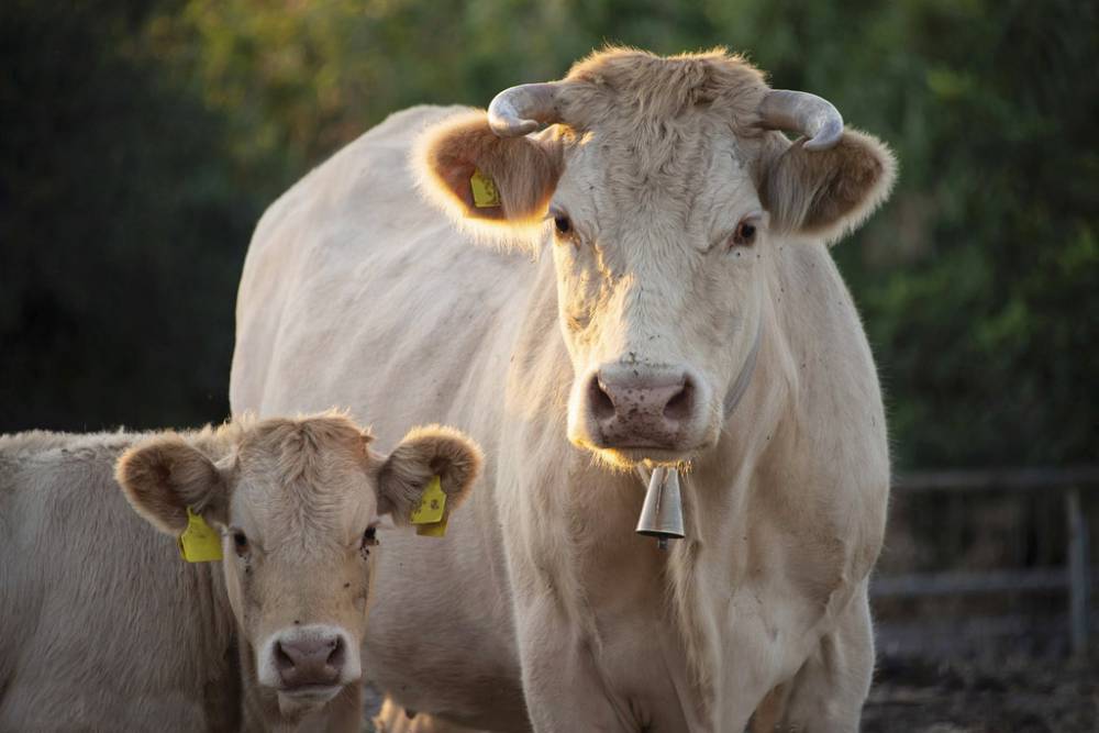 牛饲料夏洛莱牛种牛宝母牛饲料配方增加母牛发情率成都英美尔全国包邮