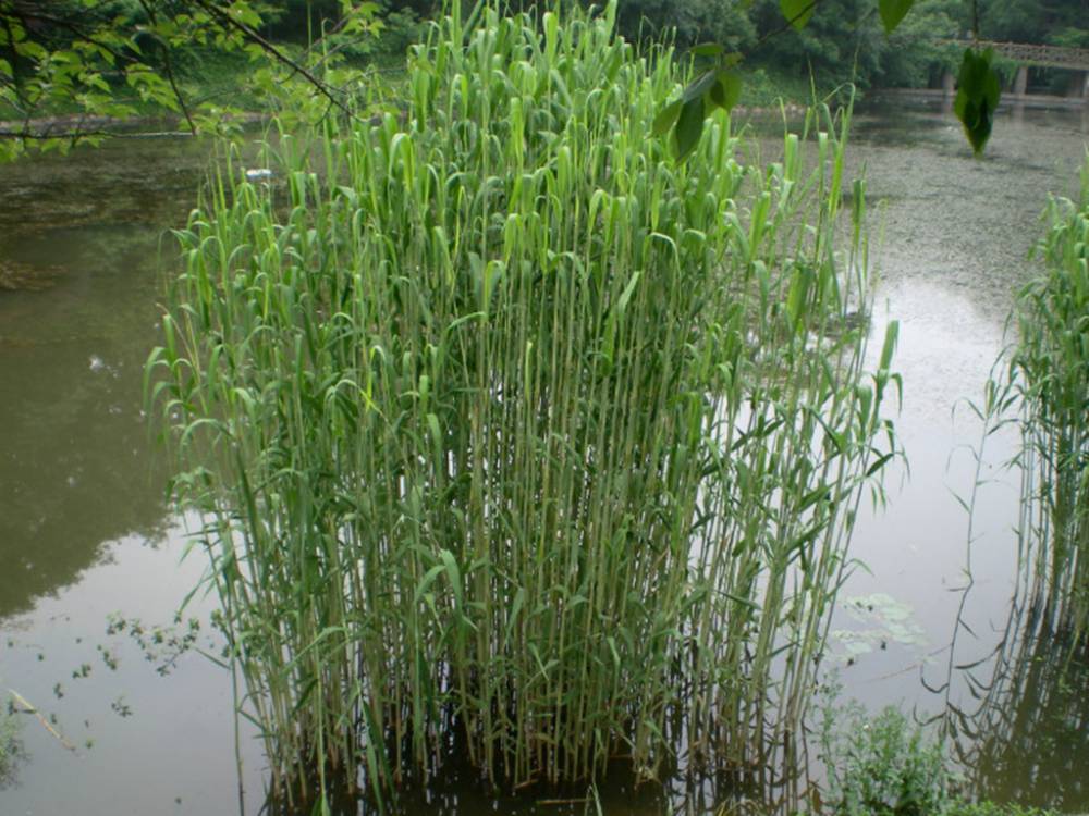 江苏芦苇苗 芦苇种苗批发基地