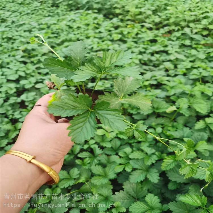 三叶委陵菜批发价格三叶委陵菜基地出售三叶委陵菜种子