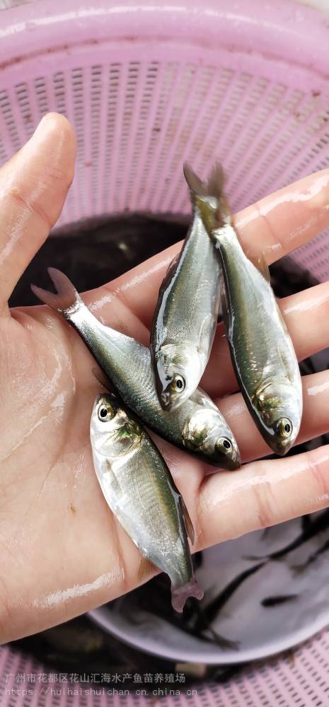 汇海水产大量出售白鲢鱼苗鲢鱼寸苗鳊鱼苗鳊鱼粒四大家鱼苗