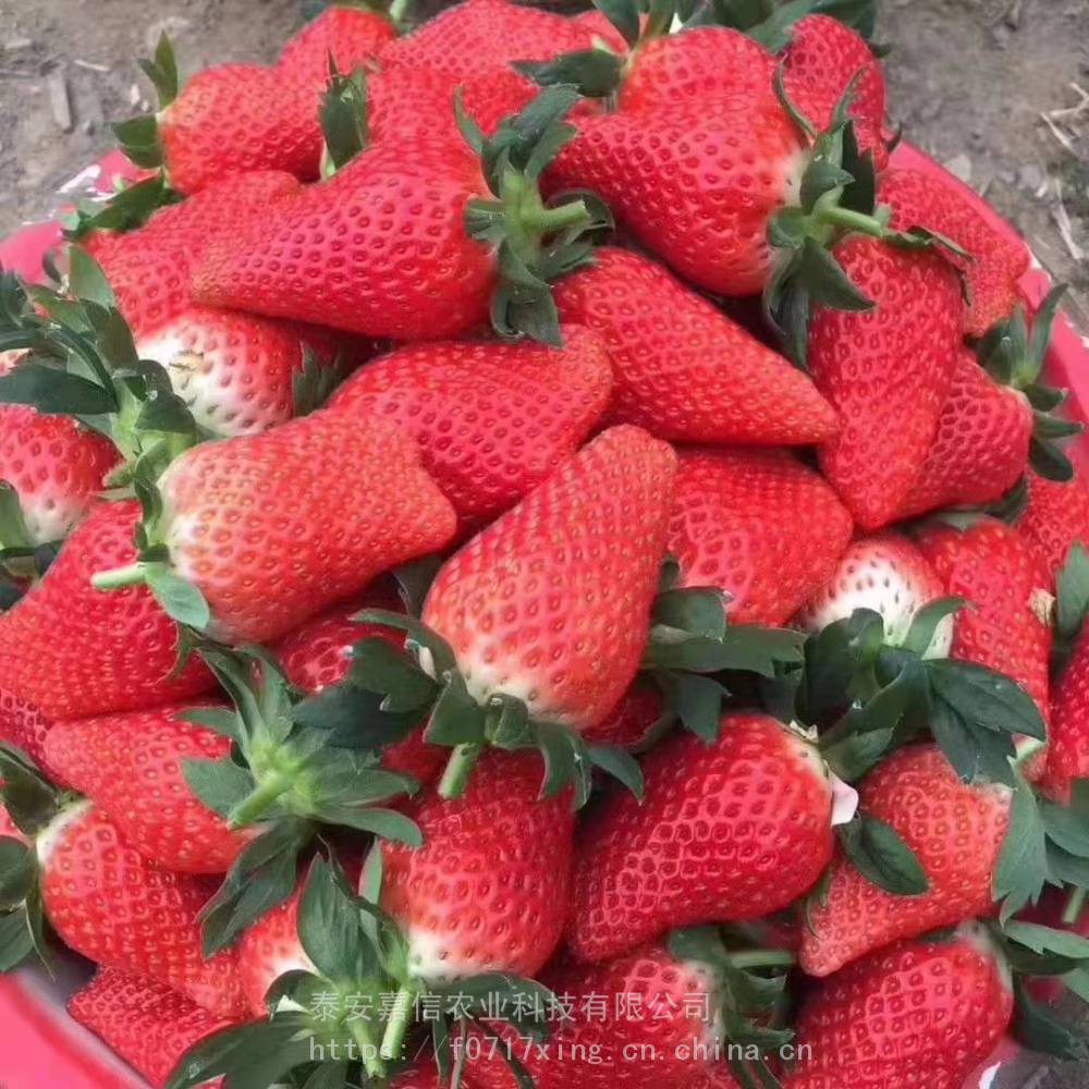 宁玉草莓苗零售价格,宁玉草莓苗买多少钱一棵