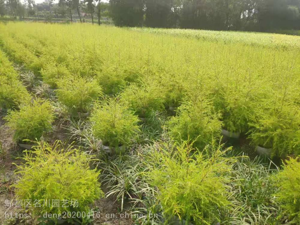 郫都区名川园艺场大量出售30100cm千层金千层金报价千层金价格千层金