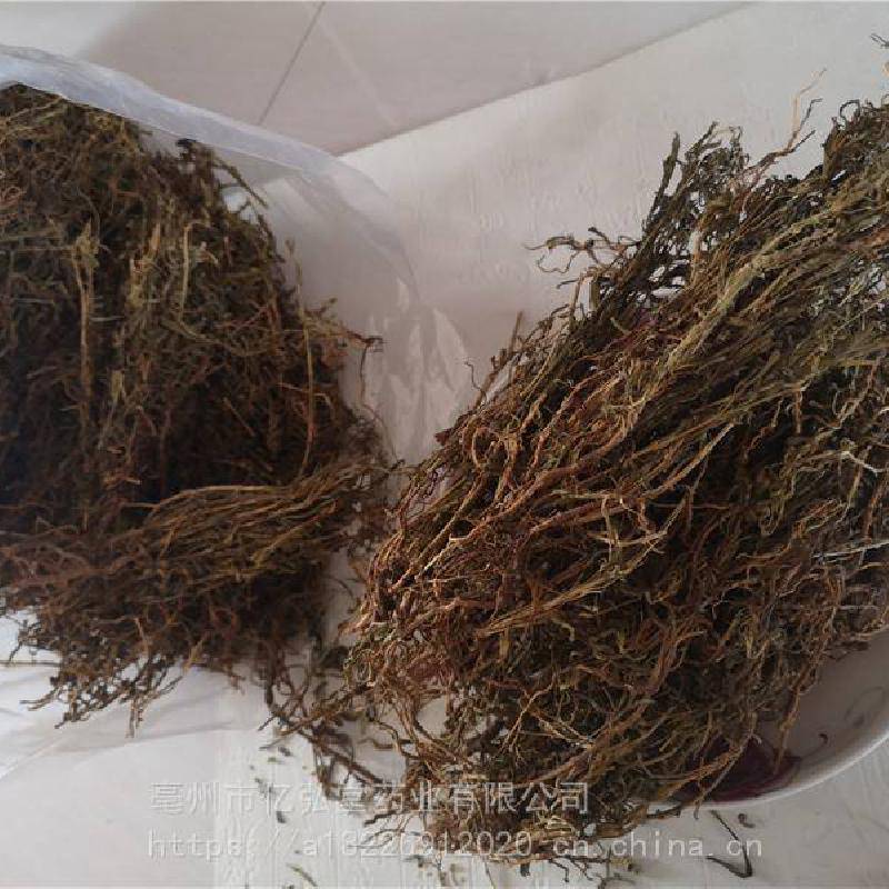 青鱼胆草功效与作用蔓龙胆鱼胆草对叶林抽筋草喷七鱼鳅藤