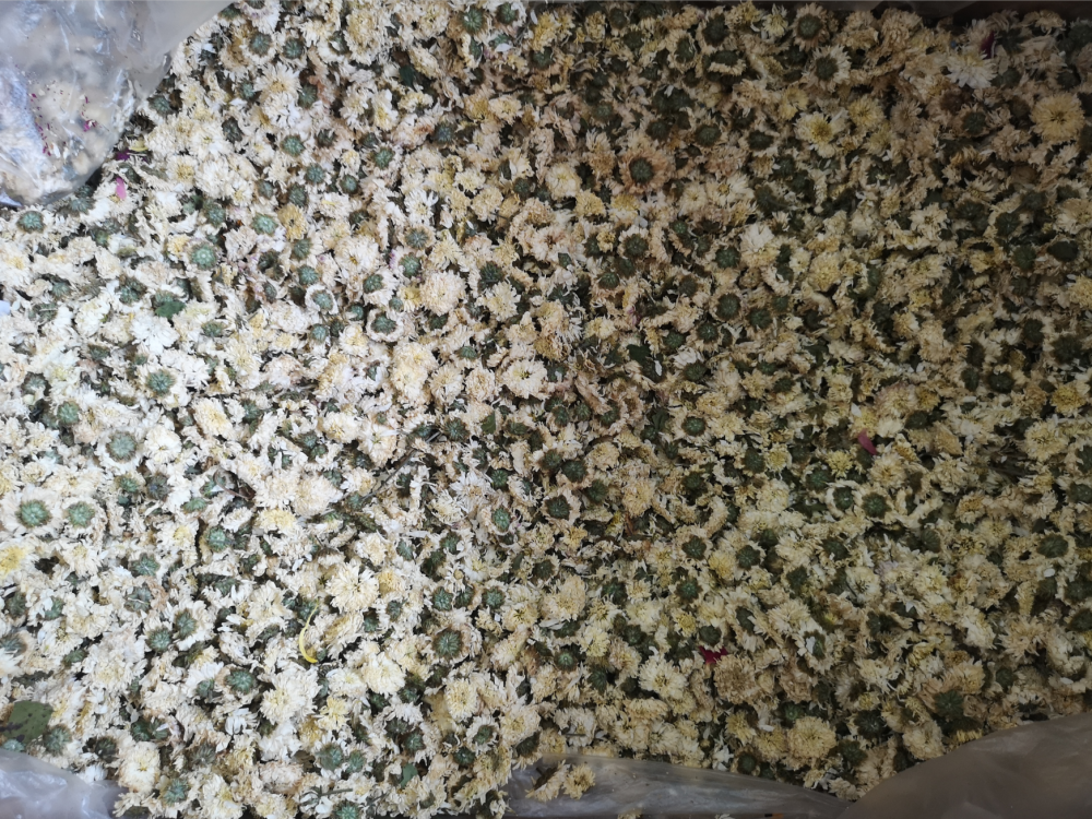 甘菊花药用用法及用量 白菊花药用有什么药效