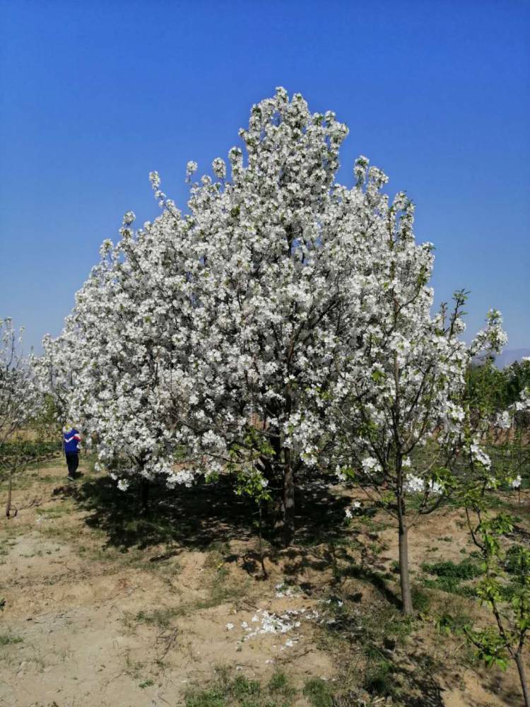 河北怀来八棱海棠花节 批发八棱海棠树