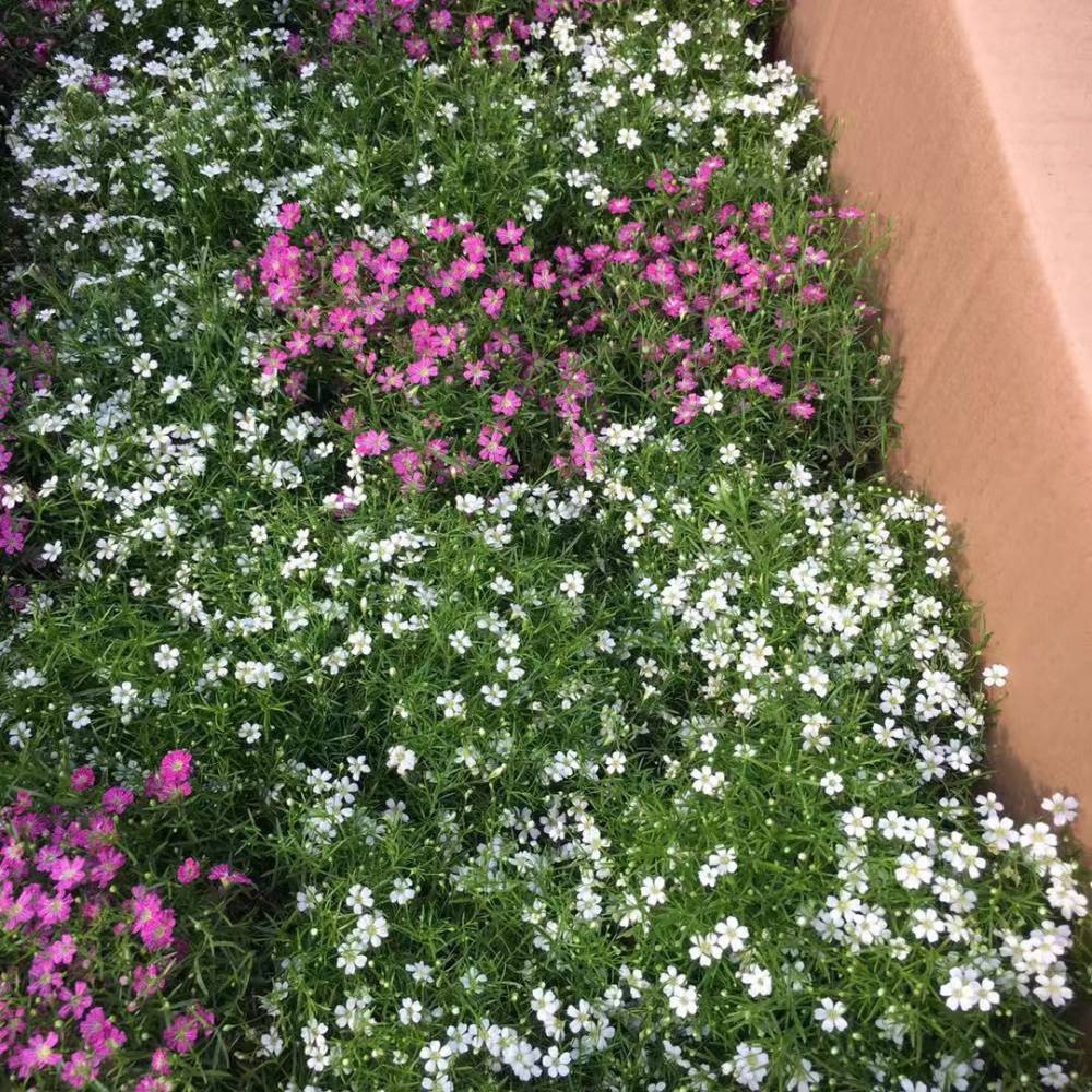 宠物及园艺 花卉 宿根花卉 满天星工程花海-阳台绿植盆栽-基地批发   