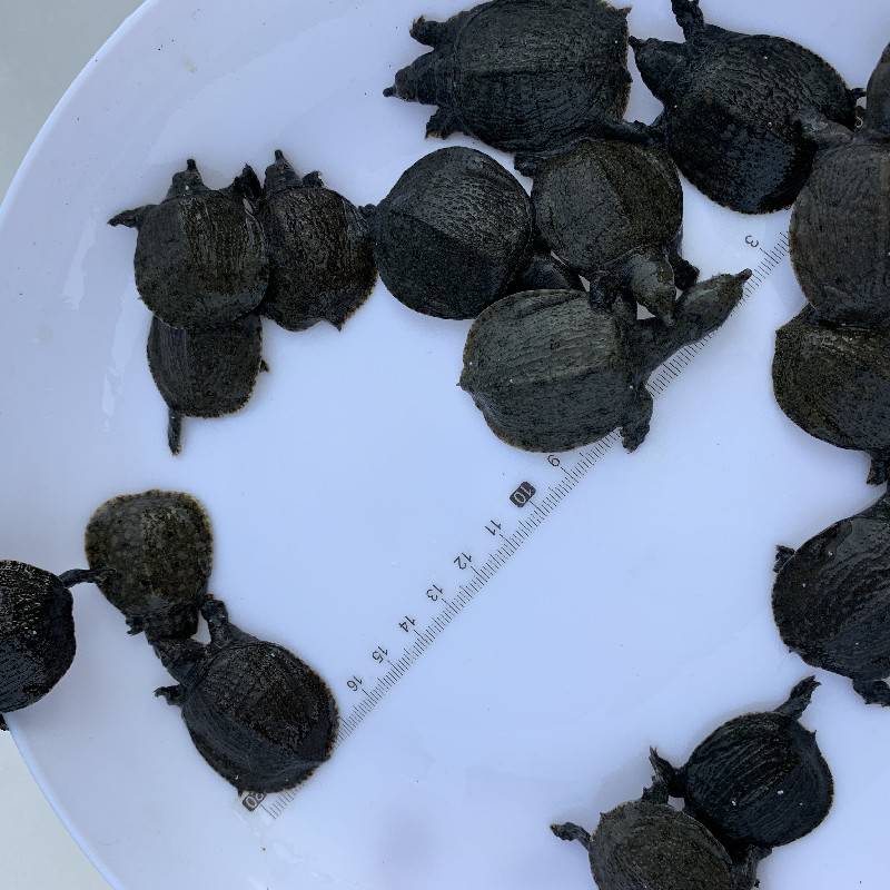 【淡水农业养殖斑鳖_宏业水产甲鱼鱼苗 优质团鱼报价】图片查看详情>