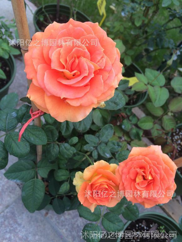 批发 欧洲月季 藤本月季铜管乐队 月季 当年开花 盆栽花卉 营养杯