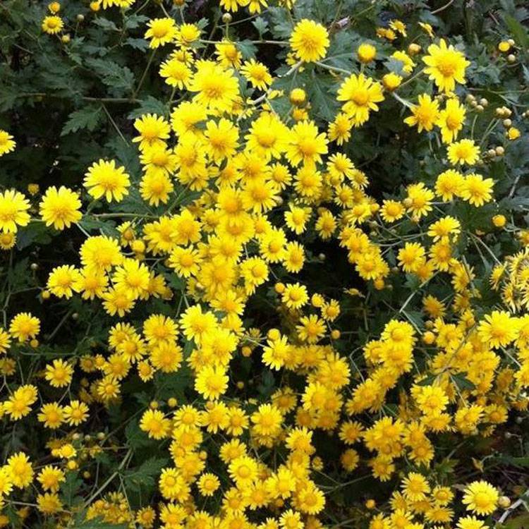 苗圃批发野菊花苗食用泡茶菊花种子山菊花小苗品种齐全