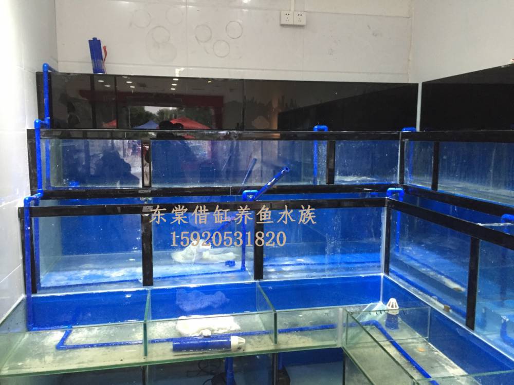 佛山朝安海鲜池设计制作，哪里定做贝壳虾蟹鱼池