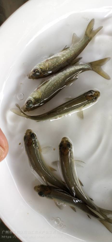 汇海水产渔场批发 青鱼苗 黑鲩鱼苗 螺丝鱼苗 乌鲩鱼苗 灰鲩鱼苗 四大