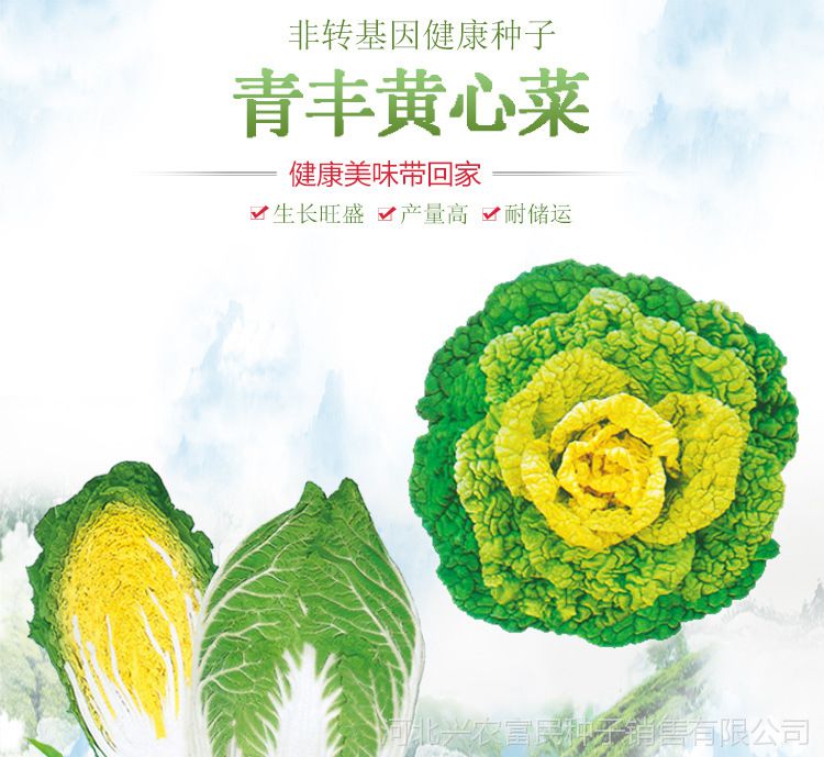 黄心菜种子 菊花菜黄心乌 家庭阳台菜园盆栽速生抗寒蔬菜种子批发