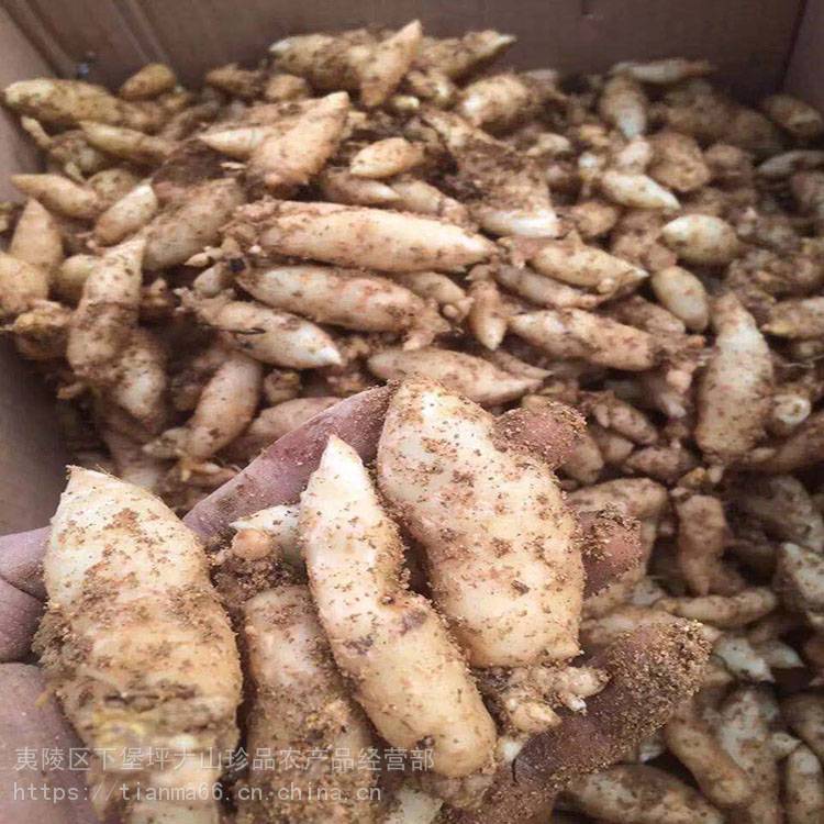 湖北宜昌优质杂交天麻 种苗种子 种植户销售鲜天麻 大山珍品