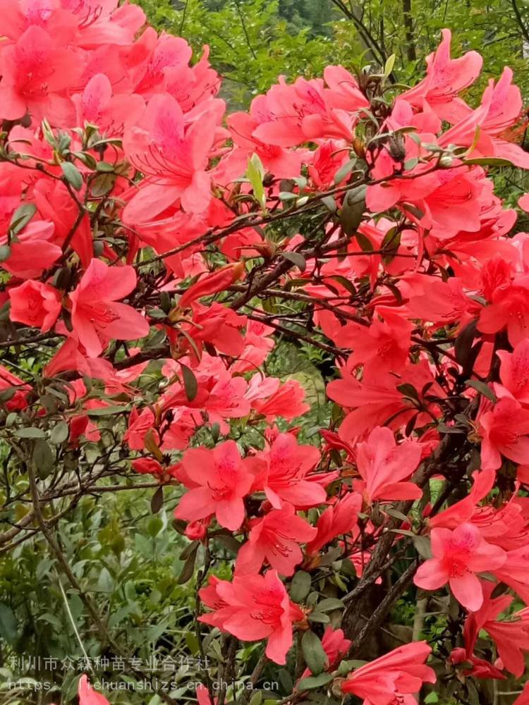 供应映山红,杜鹃花树,高山杜鹃,利川杜鹃花树,众森映山红