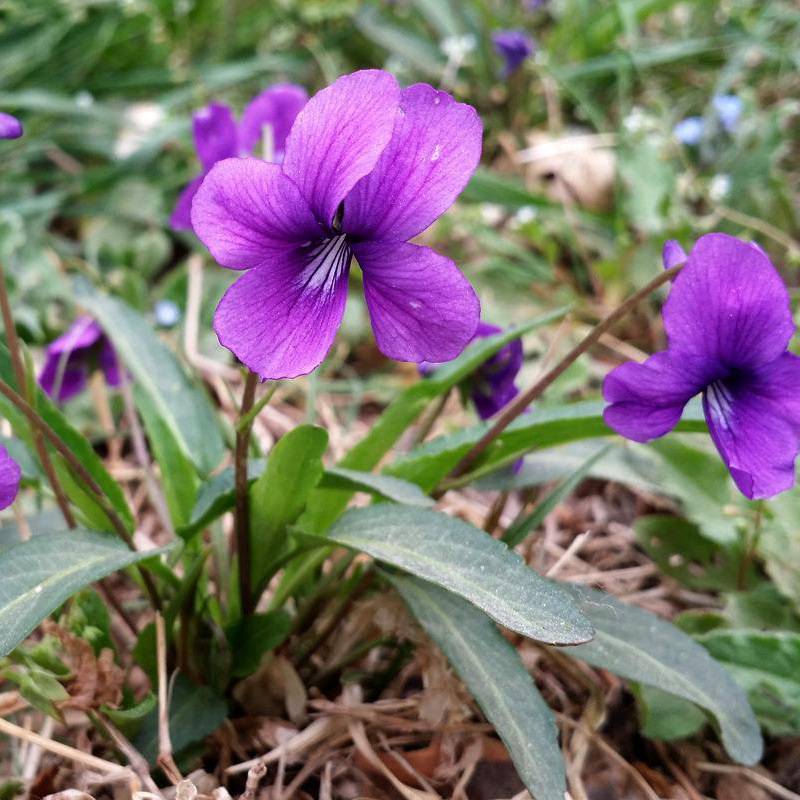 紫花地丁种子批发 紫花地丁种子价格 优质观赏花卉 物美价廉