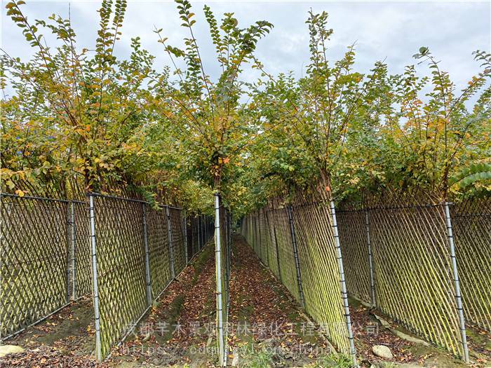 宠物及园艺 园林植物 其他园林植物 容器苗紫薇篱笆墙,高度1.