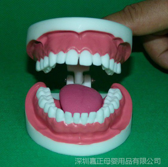 牙科材料牙齿模型带舌头 口腔护理模型 刷牙教学模型幼儿园教具