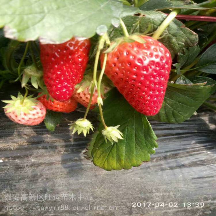 日照市大棚草莓苗价格草莓苗厂家新品种,