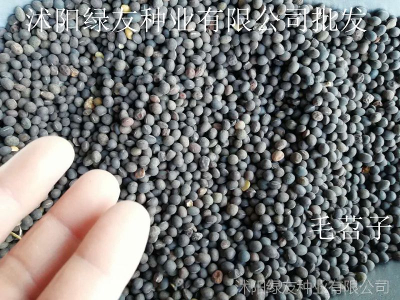 毛苕子=野豌豆绿肥专用牧草草籽 每斤批发价格10元