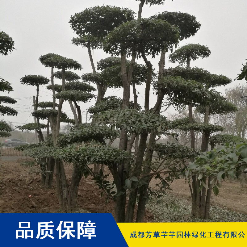 金叶城市绿化女贞树_成活率高灌木女贞树_芳草芊芊女贞树基地直销