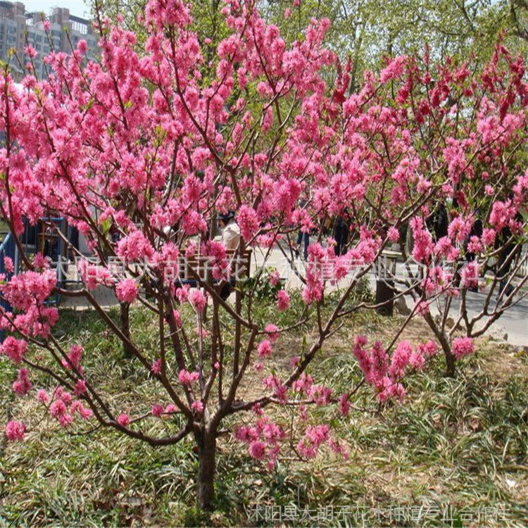 供应庭院观叶植物 紫叶碧桃小苗 紫叶桃 红叶碧桃红叶桃 树苗