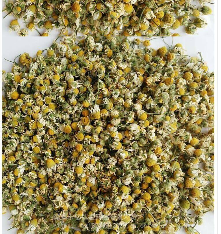 中药洋甘菊批发价格,罗马洋甘菊,德国洋甘菊