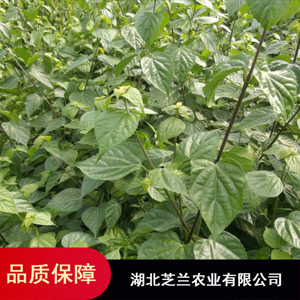 湖北豆腐树基地直供深山美食神仙豆腐树苗 斑鸠叶树基地批发重庆臭