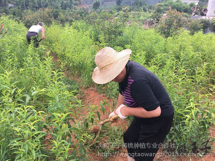 炎陵黄桃树苗嫁接基地直供现挖现发红心黄桃苗果树苗子