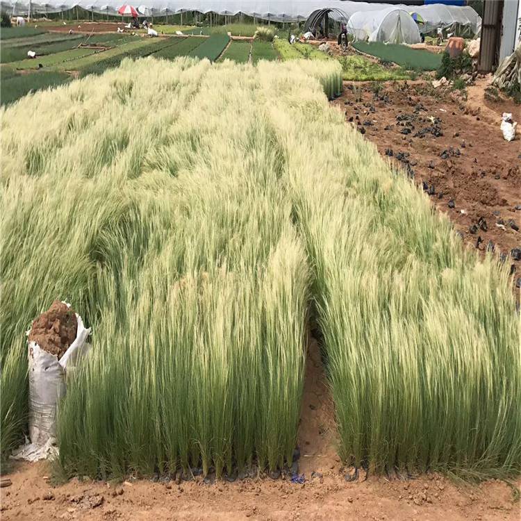 道路绿化工程花卉 绿化工程草花种植基地