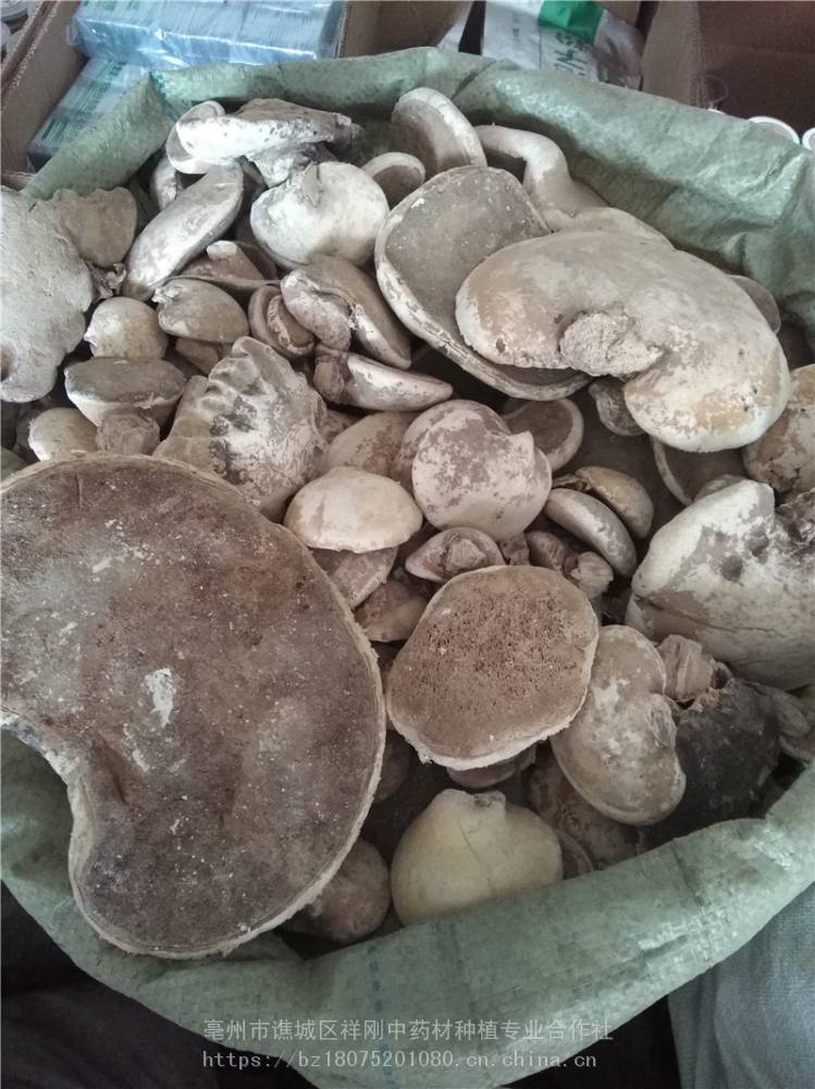 白灵芝与赤灵芝区别 白灵芝的药用价值白灵芝的食用价值