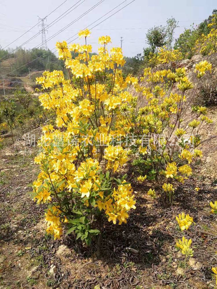 批发湖北随州富饶农业黄杜鹃闹羊花羊踯躅5年驯化苗熟桩树苗大桩移栽