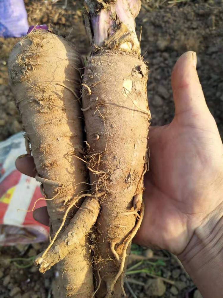 白芷的种植时间和密度及白芷种子价格