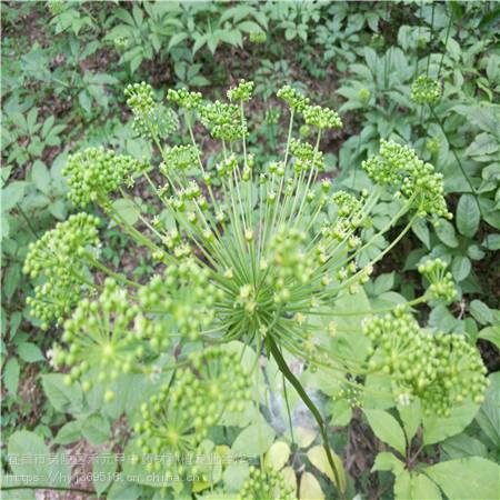 河北石家庄野三七怎么种植 竹节参供应求购 竹节参栽培