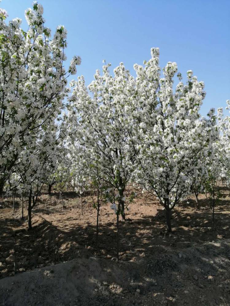 河北怀来八棱海棠花节 批发八棱海棠树