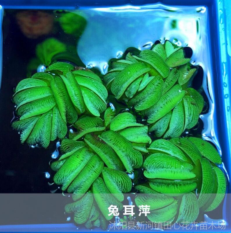 兔耳萍浮萍水草 水生植物 水培植物 鱼缸造景 净化水质