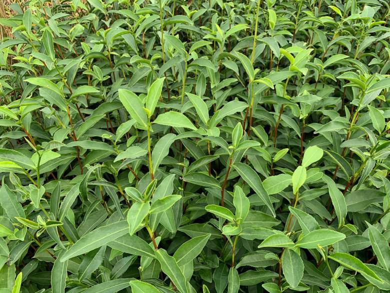 德宏州茶叶种苗种植基地-茶苗种植技巧、茶叶种苗