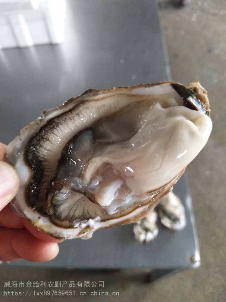 饭店用三倍体生蚝_金给利精品海蛎子_乳山人工养殖生蚝厂家直销