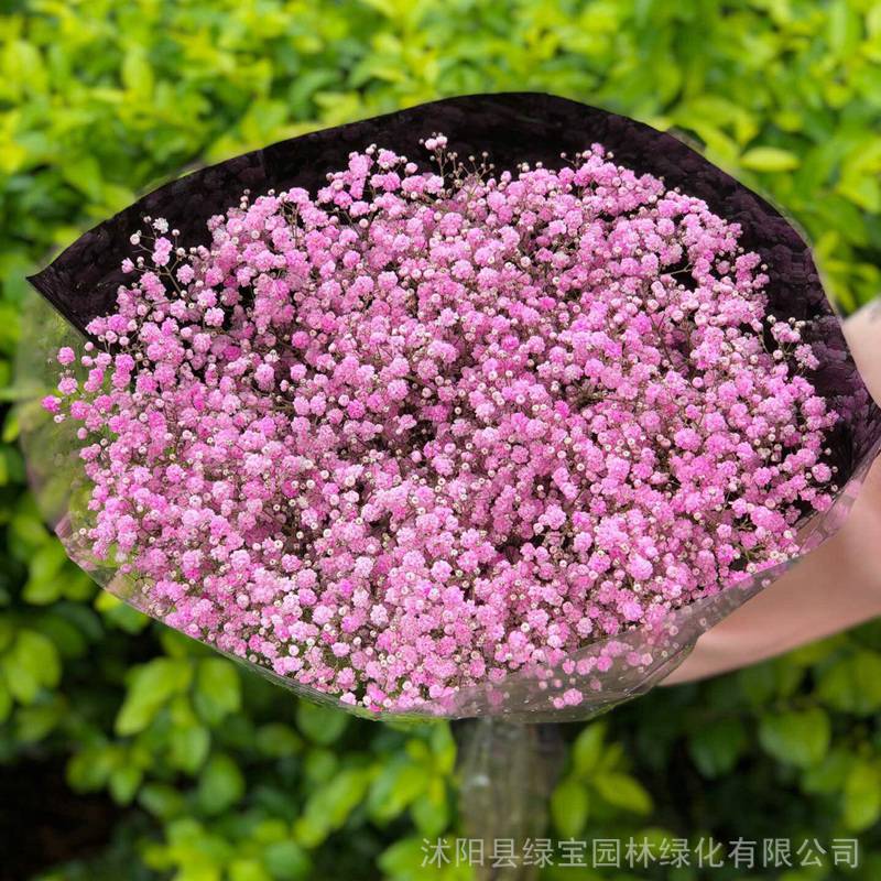 批发满天星花卉种子 满天星观赏性好 景观花籽发芽率高