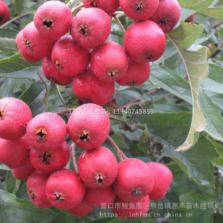 辽宁大五棱山楂苗 规格全无核大山楂苗