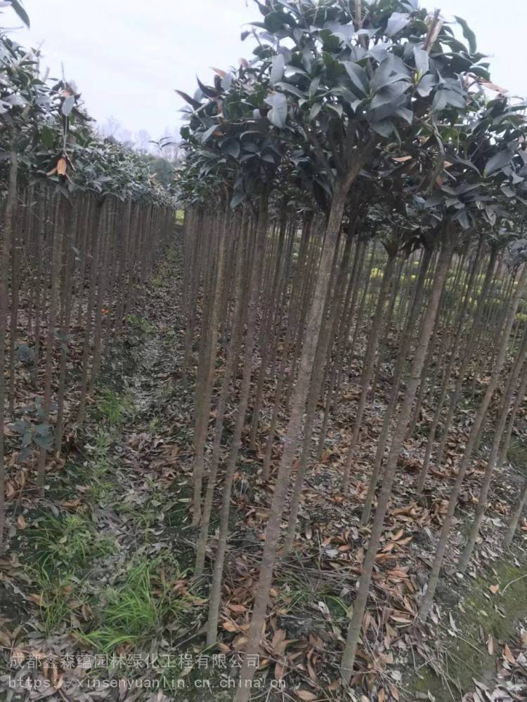 贵州桂花条子批发基地以及云南丹桂工程苗小苗都有价格好处理