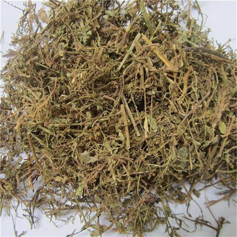 叶下珠 中药材叶下珠价格 供应正宗叶下珠